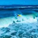Bodyboard Trots Realest NRG+SNPP